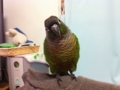 [Conure][ウロコインコ]