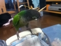 [Conure][ウロコインコ]