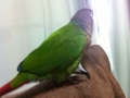 [Conure][ウロコインコ]