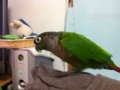 [Conure][ウロコインコ]