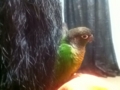 [Conure][ウロコインコ]