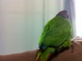 [Conure][ウロコインコ]
