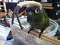 [Conure][ウロコインコ]