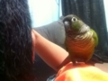 [Conure][ウロコインコ]