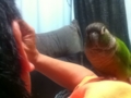[Conure][ウロコインコ]