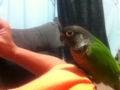 [Conure][ウロコインコ]