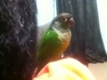 [Conure][ウロコインコ]