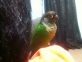 [Conure][ウロコインコ]