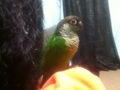 [Conure][ウロコインコ]