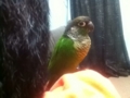 [Conure][ウロコインコ]