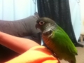 [Conure][ウロコインコ]