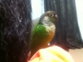 [Conure][ウロコインコ]