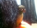 [Conure][ウロコインコ]