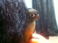 [Conure][ウロコインコ]
