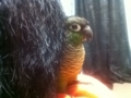 [Conure][ウロコインコ]