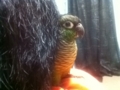 [Conure][ウロコインコ]