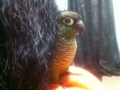 [Conure][ウロコインコ]