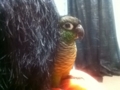 [Conure][ウロコインコ]