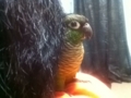 [Conure][ウロコインコ]