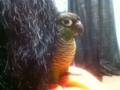 [Conure][ウロコインコ]