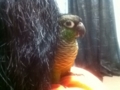 [Conure][ウロコインコ]
