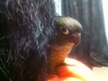 [Conure][ウロコインコ]