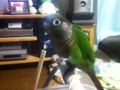 [Conure][ウロコインコ]