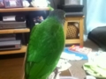 [Conure][ウロコインコ]