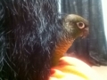 [Conure][ウロコインコ]
