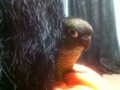 [Conure][ウロコインコ]