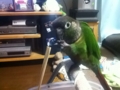 [Conure][ウロコインコ]