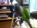 [Conure][ウロコインコ]