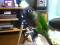 [Conure][ウロコインコ]