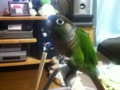 [Conure][ウロコインコ]