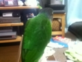 [Conure][ウロコインコ]