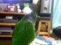 [Conure][ウロコインコ]