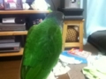 [Conure][ウロコインコ]