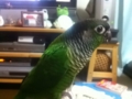 [Conure][ウロコインコ]