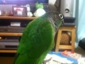[Conure][ウロコインコ]
