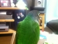 [Conure][ウロコインコ]