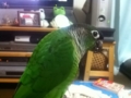[Conure][ウロコインコ]