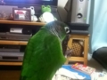 [Conure][ウロコインコ]