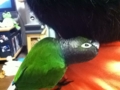 [Conure][ウロコインコ]