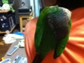 [Conure][ウロコインコ]