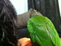 [Conure][ウロコインコ]