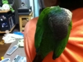 [Conure][ウロコインコ]