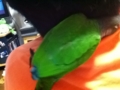 [Conure][ウロコインコ]