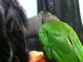 [Conure][ウロコインコ]