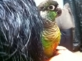 [Conure][ウロコインコ]