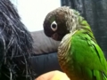 [Conure][ウロコインコ]